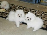 Adorable Pedigree Pomeranian Puppies Ready