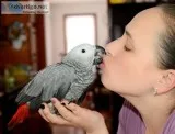 Female african grey parrot for sale