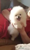 Two awesome t-cup pomeranian puppies