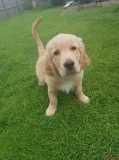Golden retriever puppies- male & female