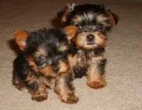 Adorable Yorkie puppies available