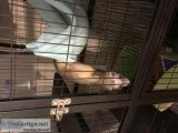 Ferret with cage