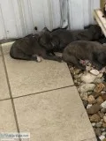 Blue nose Pitbulls puppies for sale