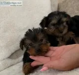 11 weeks male and female AKC Yorkie Puppies