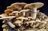 Dry oyester mushroom