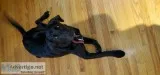 1 12 yr old black lab