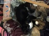 Black and white cats