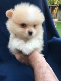 Lovely Pomeranian Puppies Now Available