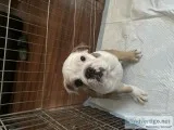 AKC English Bulldog