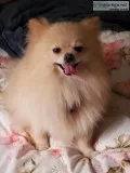 Pomeranian