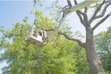 Manchester Tree Service Co