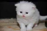 Male and Female Persian Kittens