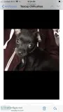 Teacup chihuahua