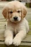 Golden Retriever Pups