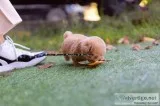 Teacup poodle puppies