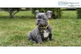 Male frenchbulldog available