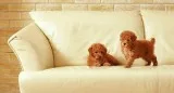 Upholstery Cleaning Melbourne  From 89