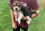 Beagle puppies available