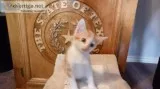Free kittens