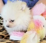 super Pomeranian puppies available