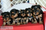 Quality Bred Family Rasied Yorkie Pup