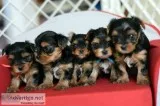 Quality Bred Family Rasied Yorkie Pup