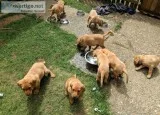 labrador Retriever