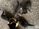 Free kittens