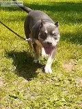 American bully