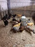 Roosters