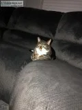 Female Grey Tabby