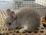 Bunny Netherland Dwarf