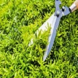 BV Landscaping
