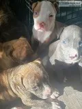 7 week old american bulldogpitbull puppies