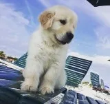 wholesome Golden retriever puppies available