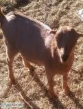 Friendly Lovable lamancha Does