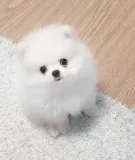 Pomeranian Pups