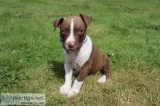 Pitbull puppies