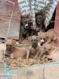 7 wk old Boxer-pit puppies