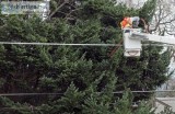 Planting Trees Near Utility Lines