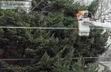 Planting Trees Near Utility Lines