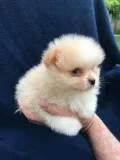 Super cute Pomeranian Puppies Available