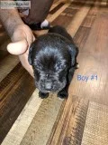 Cane corso puppies for sell