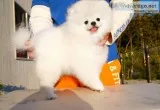 Two Awesome T-Cup Pomeranian Puppies