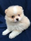 Healthy Pomeranian Puppies For adoption