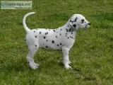 Looking for Female Dalmatain 