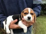 akc beagle pups