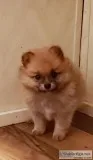 Ckc pomeranian
