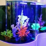 Get premium glass aquariums at most affordable prices