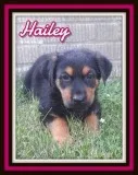 Hailey Female German Shepherd Rottweiler Mix